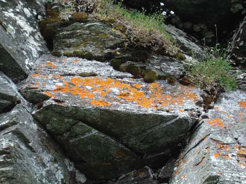 Lichen on Rock photograph